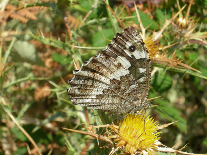 Argynnis elisa